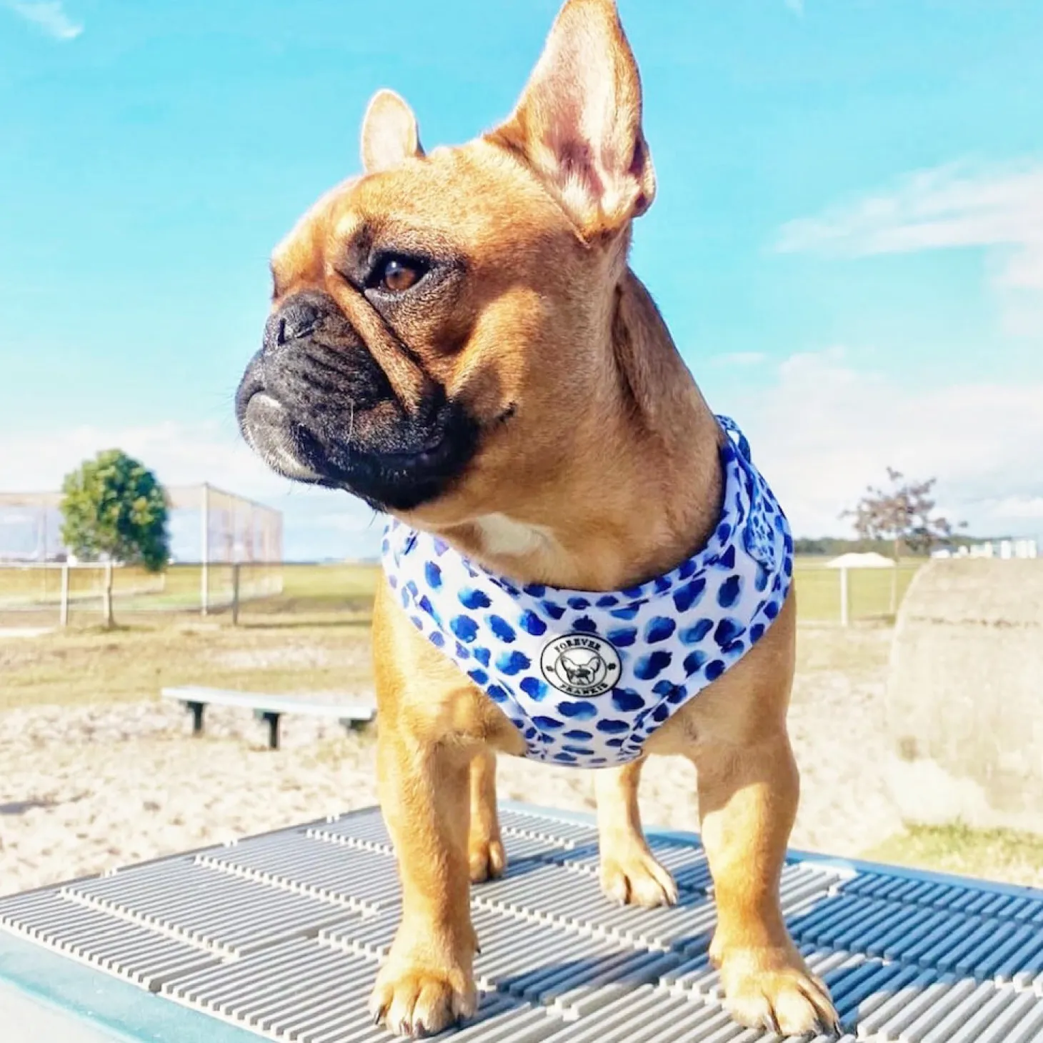 Wild About Blue - Adjustable Harness - End Of Line