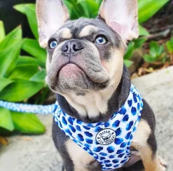 Wild About Blue - Adjustable Harness - End Of Line