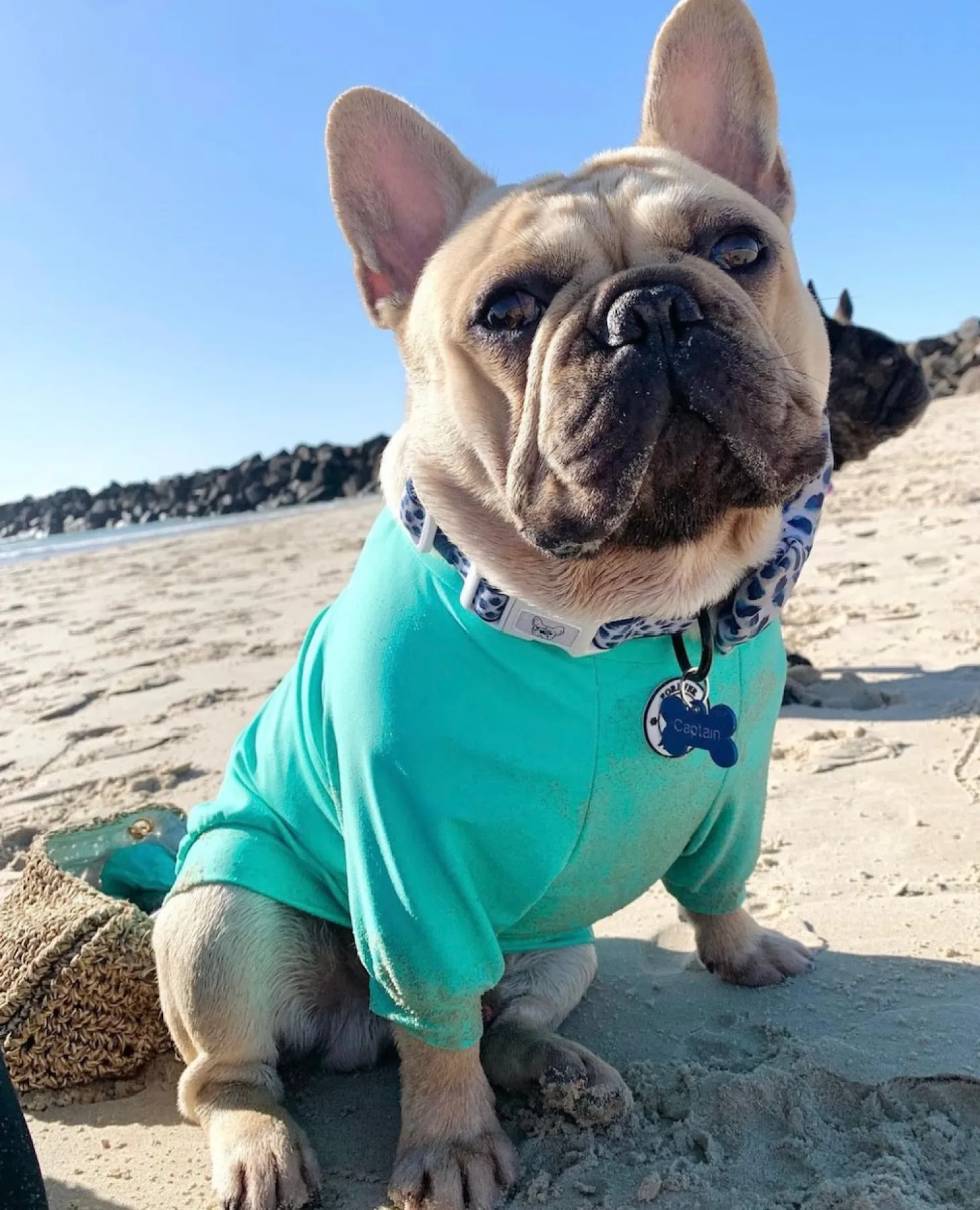 Wild About Blue - Collar - End Of Line