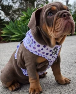 Wild About Purple - Adjustable Harness - End Of Line