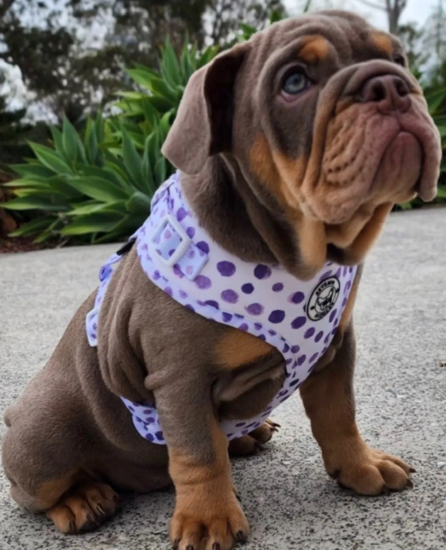 Wild About Purple - Adjustable Harness - End Of Line