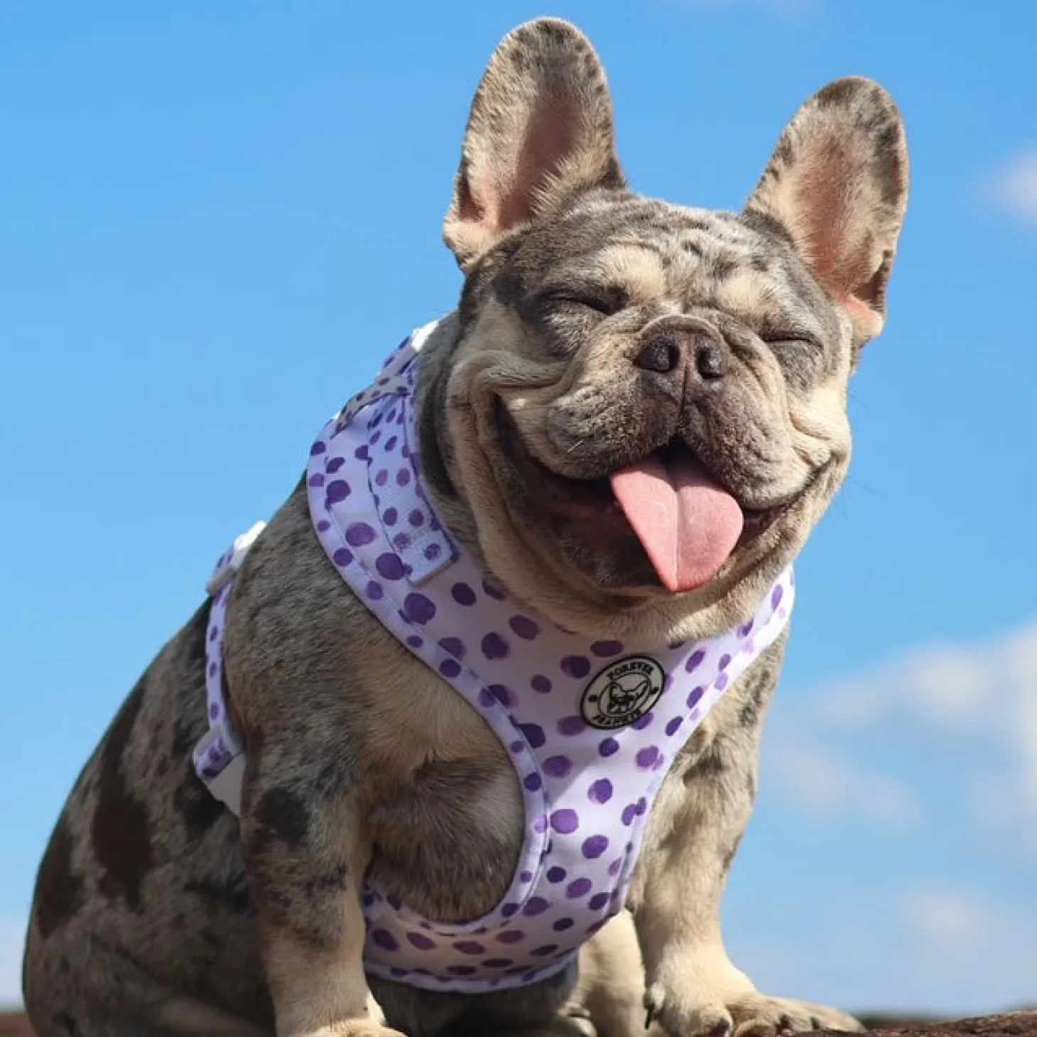 Wild About Purple - Adjustable Harness - End Of Line