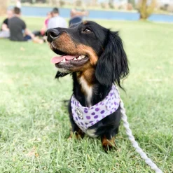 Wild About Purple - Adjustable Harness - End Of Line