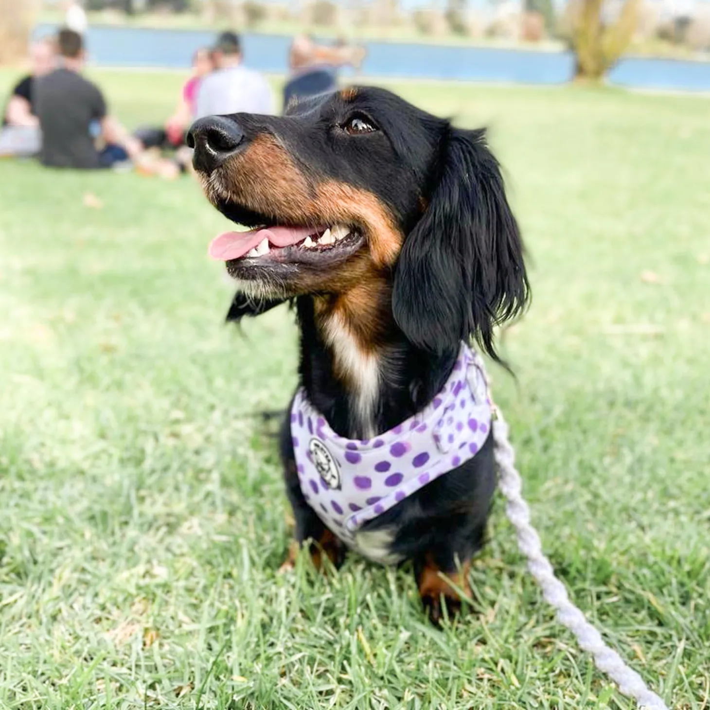 Wild About Purple - Adjustable Harness - End Of Line