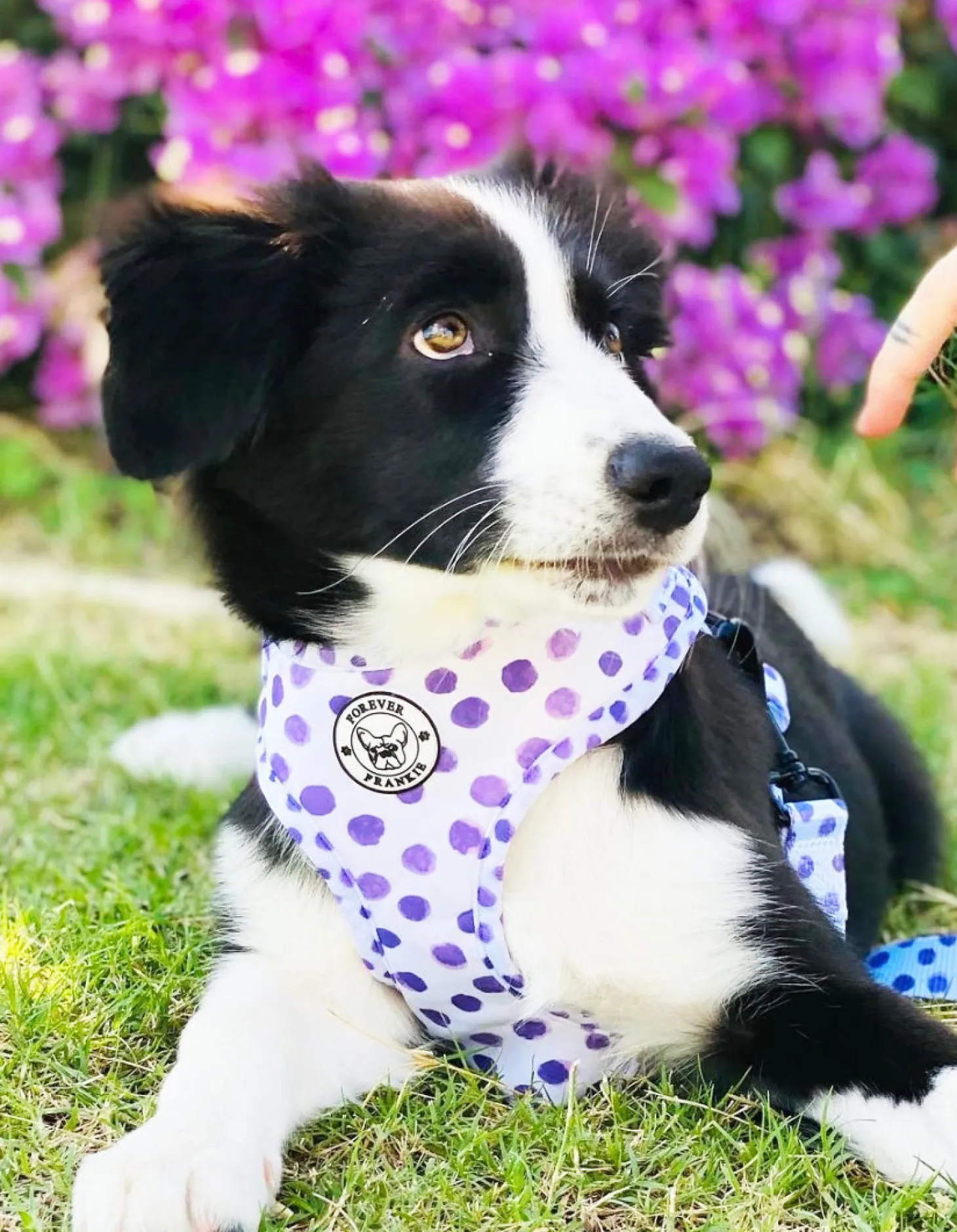 Wild About Purple - Adjustable Harness - End Of Line