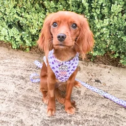 Wild About Purple - Adjustable Harness - End Of Line