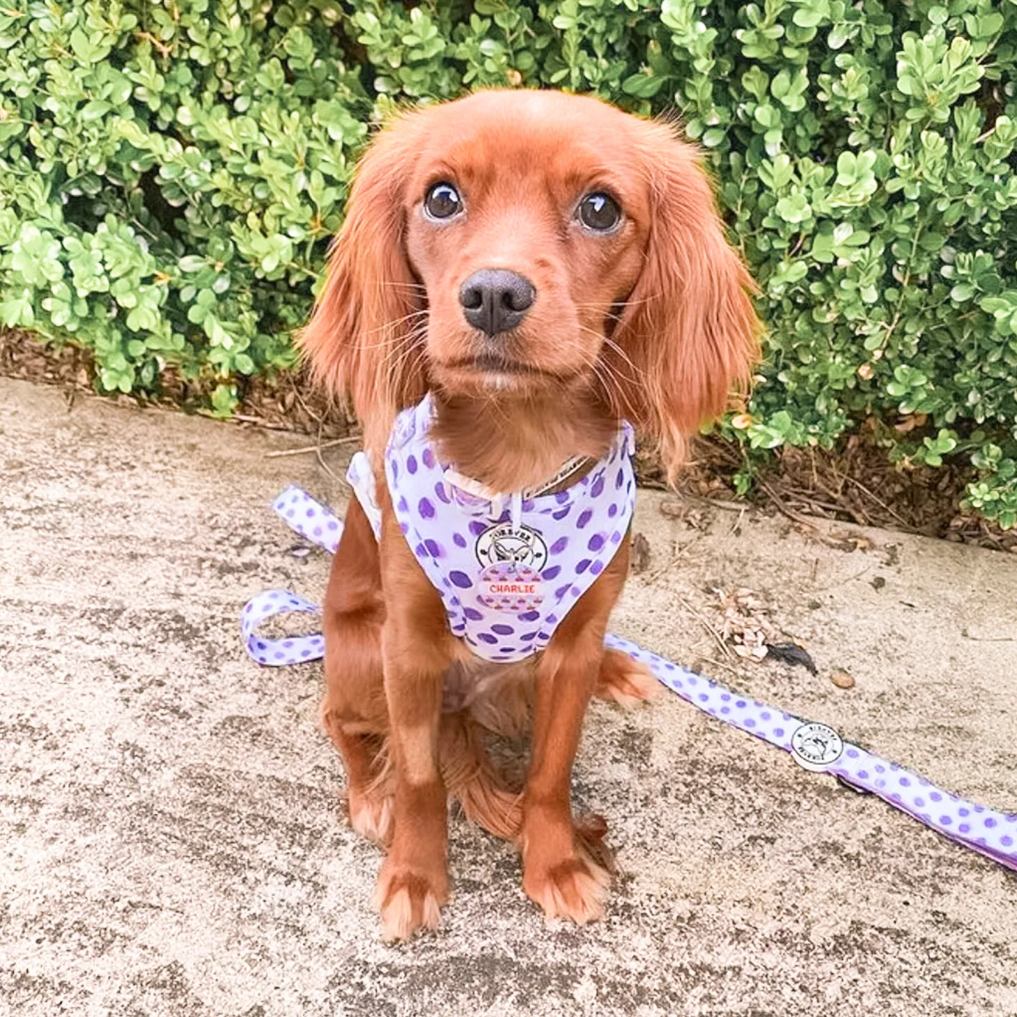 Wild About Purple - Adjustable Harness - End Of Line