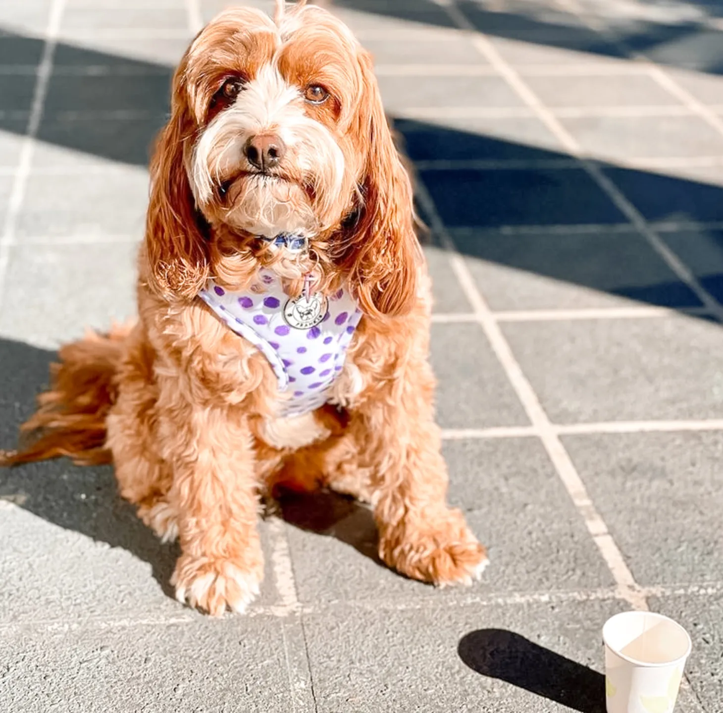 Wild About Purple - Adjustable Harness - End Of Line